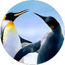 shahin profile picture